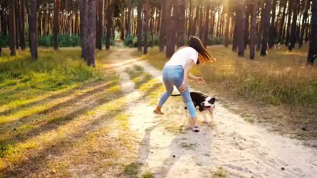 Funny dogs vedio.funny animals vedio