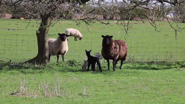 Triplets Sheep In A Farm With Mother