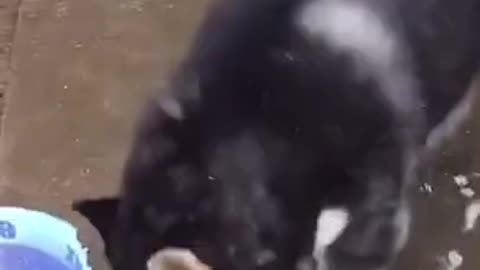 Funny pets