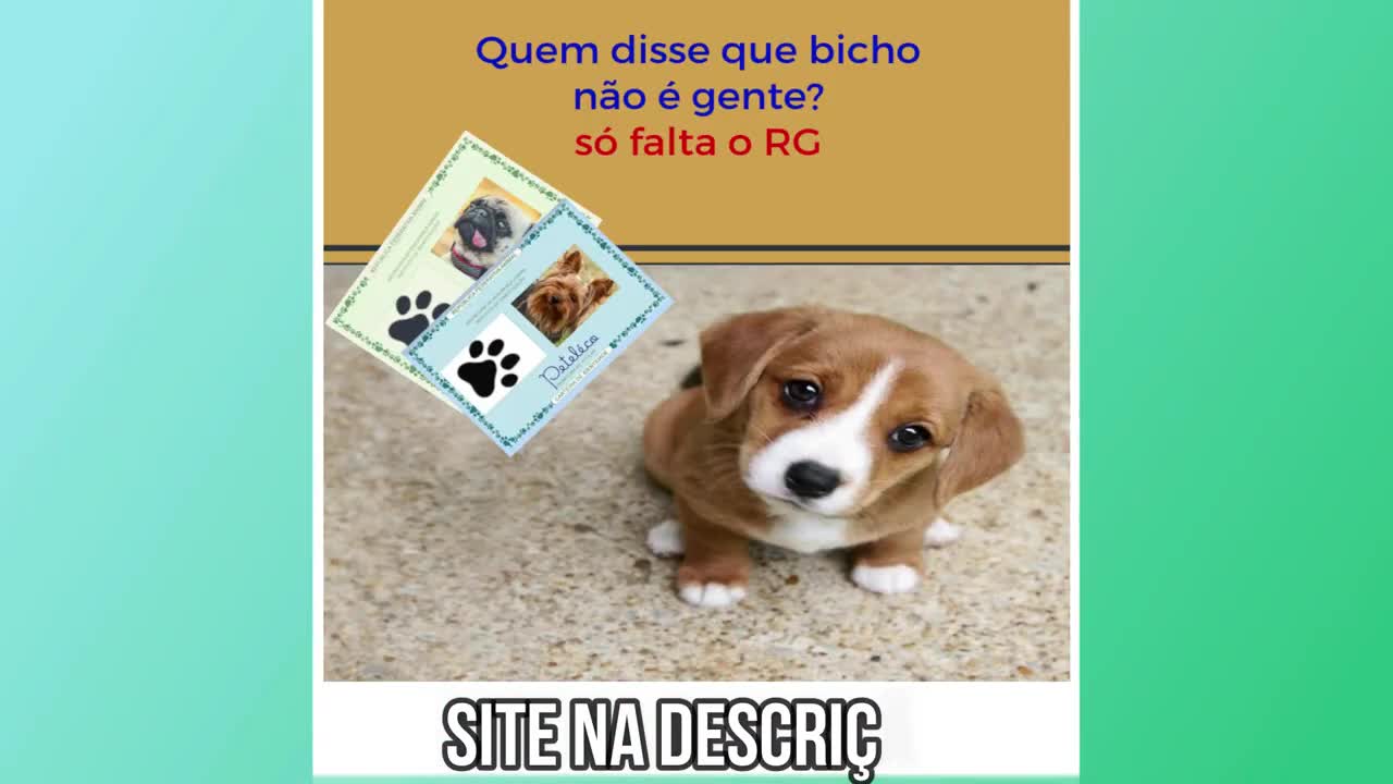 funny and cute dogs vídeos