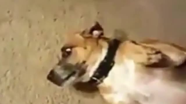 94- Cute, cute and happy as they should be #funny