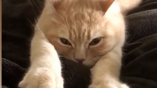 Cute and funny cat videos - 2