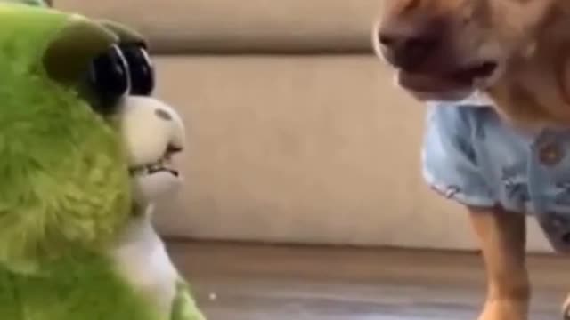 Try not to laugh !! Funny Dogs