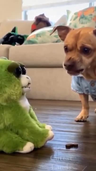 Try not to laugh !! Funny Dogs