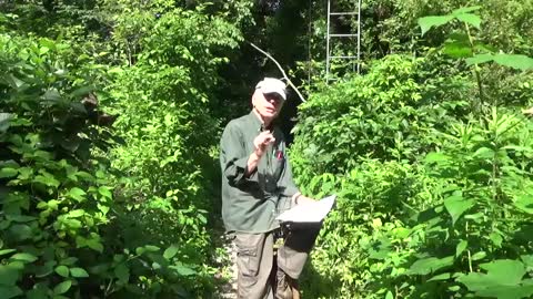 The Fox of Gooseberry Dell - Video #1