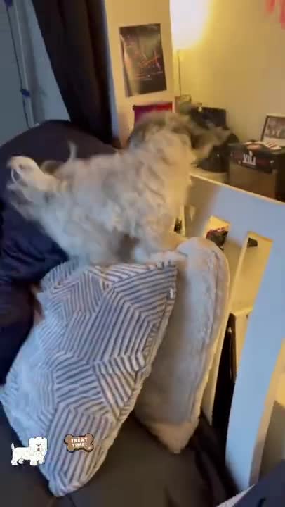 Cute little puppy dance