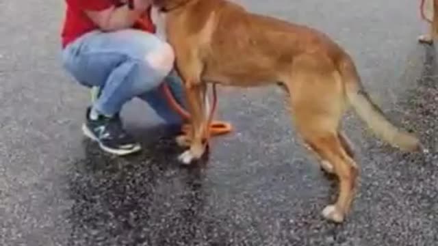 #5 male mastiff mix being petted