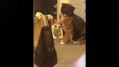 amazing and funny animal videos