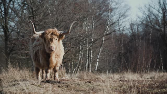 Highland country Cows Steers Scotland Animals