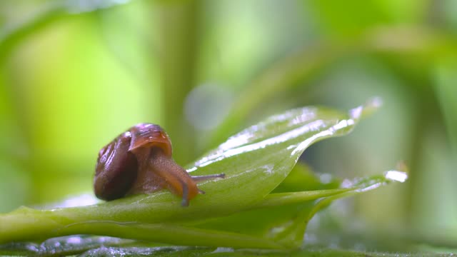 The small snail