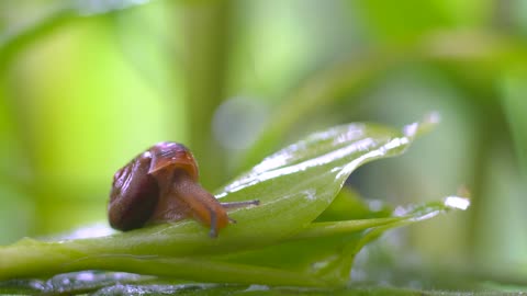 The small snail