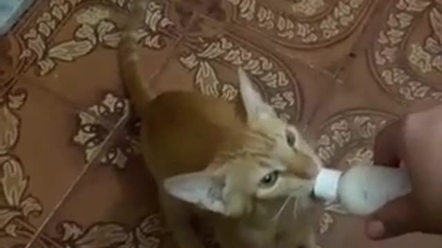 Hungry cute cat