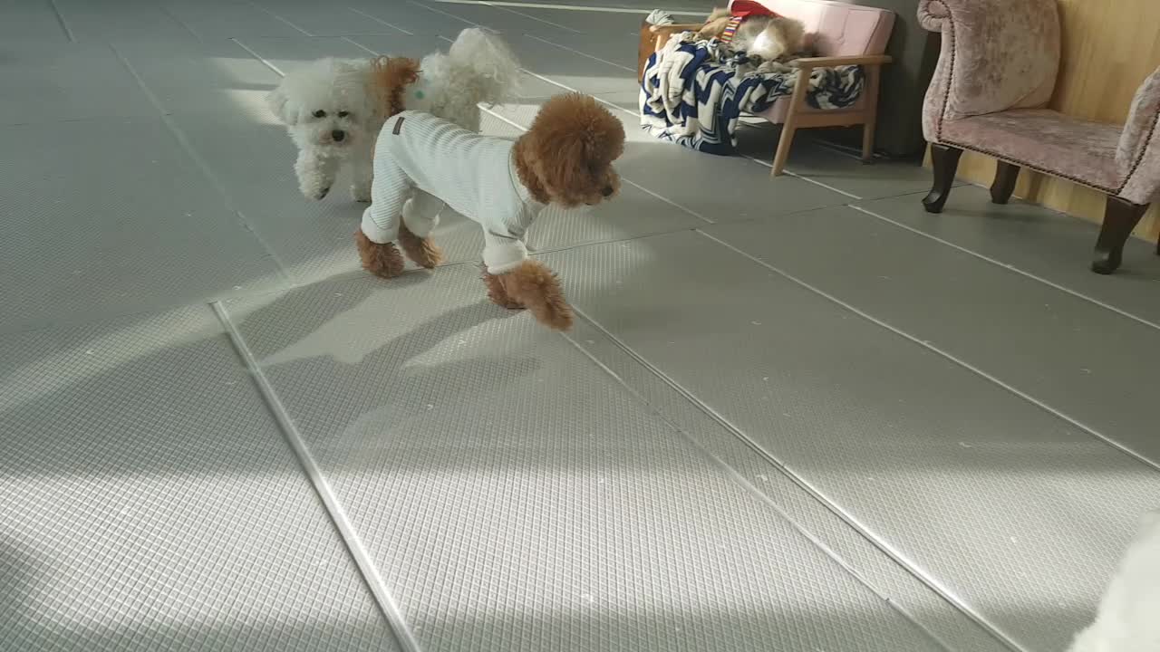 Poodle playing with other dogs