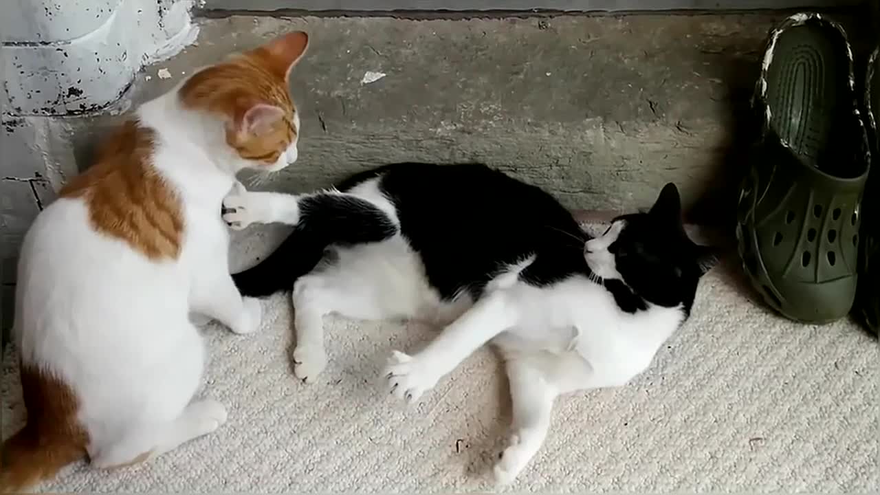 Funny & Cute Cat Compilation Video