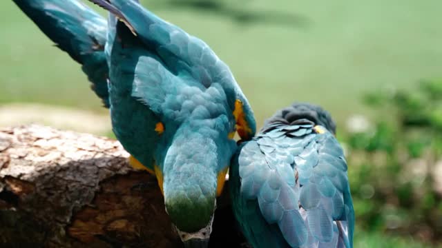 Colorful Asian bird