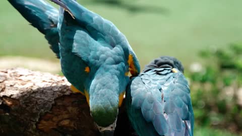 Colorful Asian bird