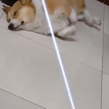 Shiba Inu running in a dream