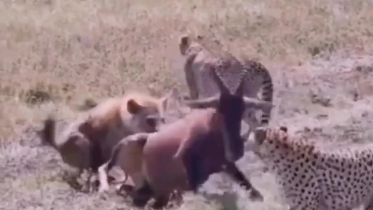 Hyena vs. Tiger: A Battle of Strength and Ferocity
