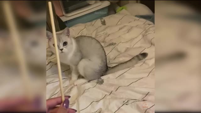 Funny catStall