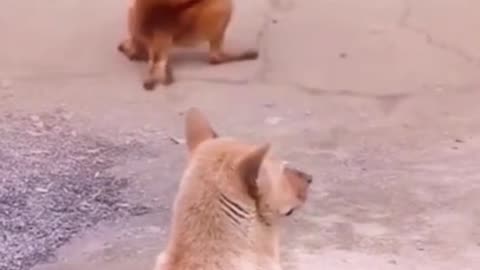 Funny Dog Exercise by Watching a Man Exercising #shorts #viral #shortsvideo #video