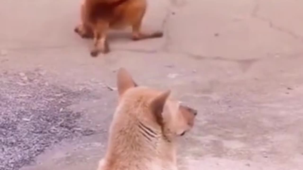 Funny Dog Exercise by Watching a Man Exercising #shorts #viral #shortsvideo #video