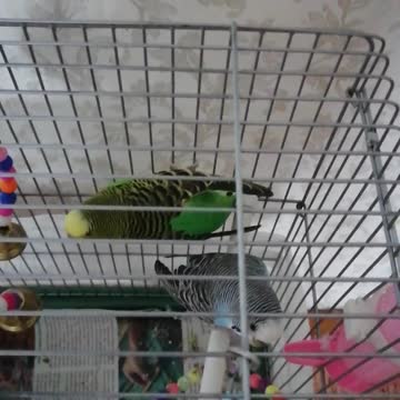 Domestic parrots in a cage.