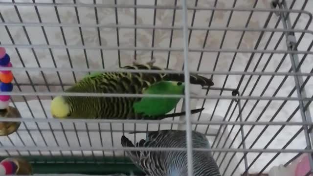 Domestic parrots in a cage.