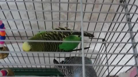 Domestic parrots in a cage.