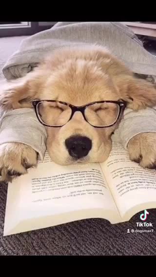 The cute dogs they read a book