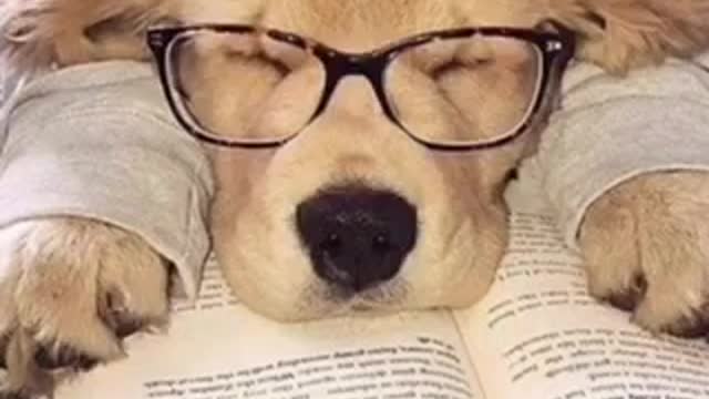 The cute dogs they read a book