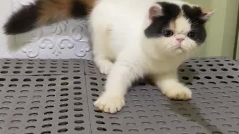 Persian Calico Cute Face