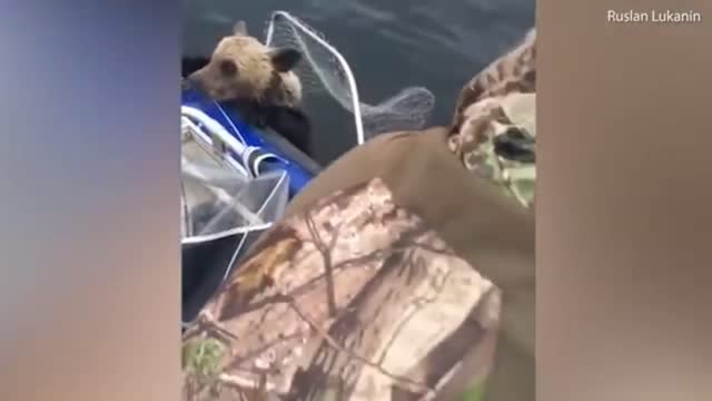 🐻​💓​💓 Rescued Baby Black Bear Slowly Falls In Love With His New Friend