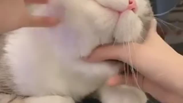 You see it is really laughing! ! !