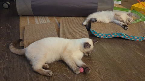 Cat playing with the fuzzy ball