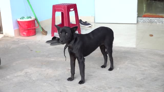 How Dog and Puppy React When Seeing Stranger - Running, Barking? | Viral Dog