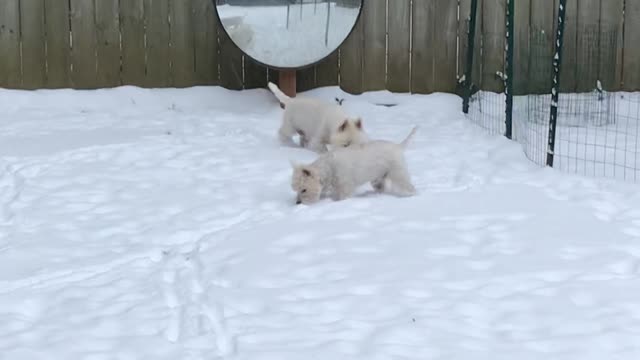 Westies in the snow!