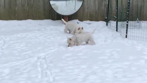 Westies in the snow!