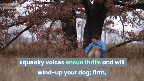 How To Train Your Puppy Through Play - 8 Tips