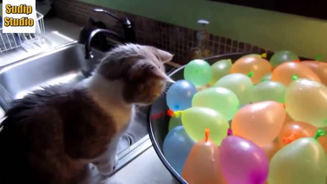 Cats vs Balloons!! 2021 (Funny)