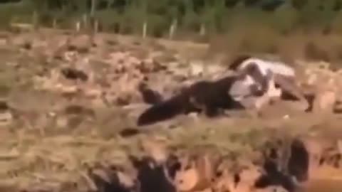 Crocodile FAFO