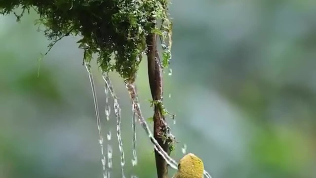 Beautiful nature beautiful birds video