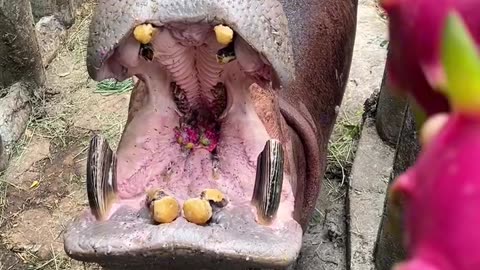 Hippopotamus eating foods