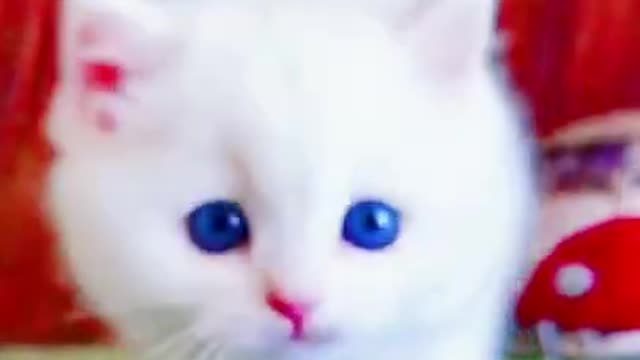 Lovely and cute cat video 2022