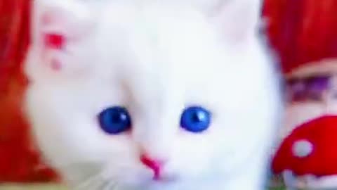 Lovely and cute cat video 2022