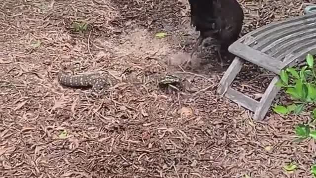 Male Australian Brushturkey digging up dirt on a Lace monitor