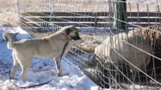 Kangal Pup and Sheep - Slideshow