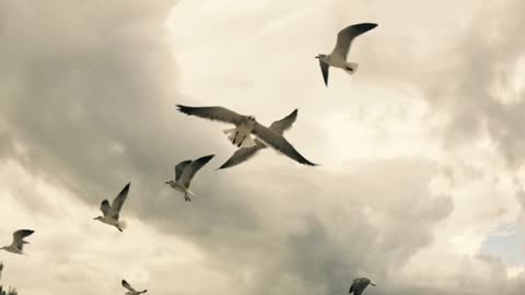 Birds of Bimini