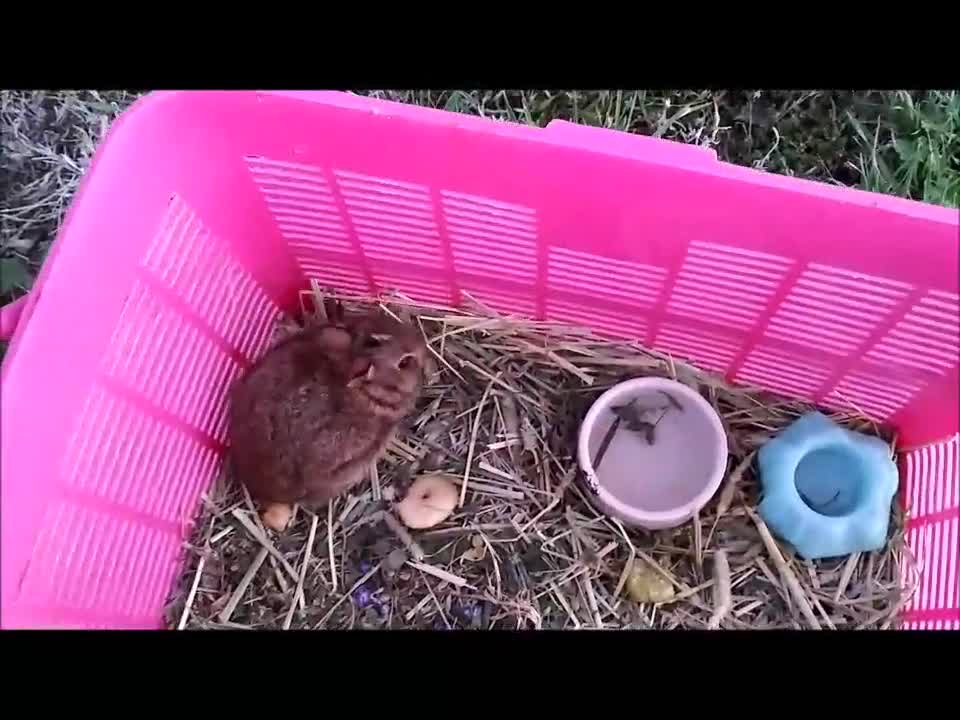 🐇 Releasing Baby Bunny 😇