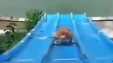 cuteanimals # viral #animalshorts #cuteshorts #shorts #youtubeshort1
