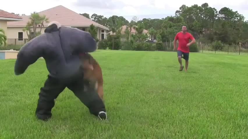 Watch this video if you want your dog to become aggressive